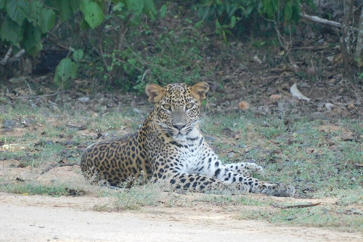Yala outside Safari & Situlpawwa Temple Visit (ALL INCLUDED) Tour - Photo 1 of 11